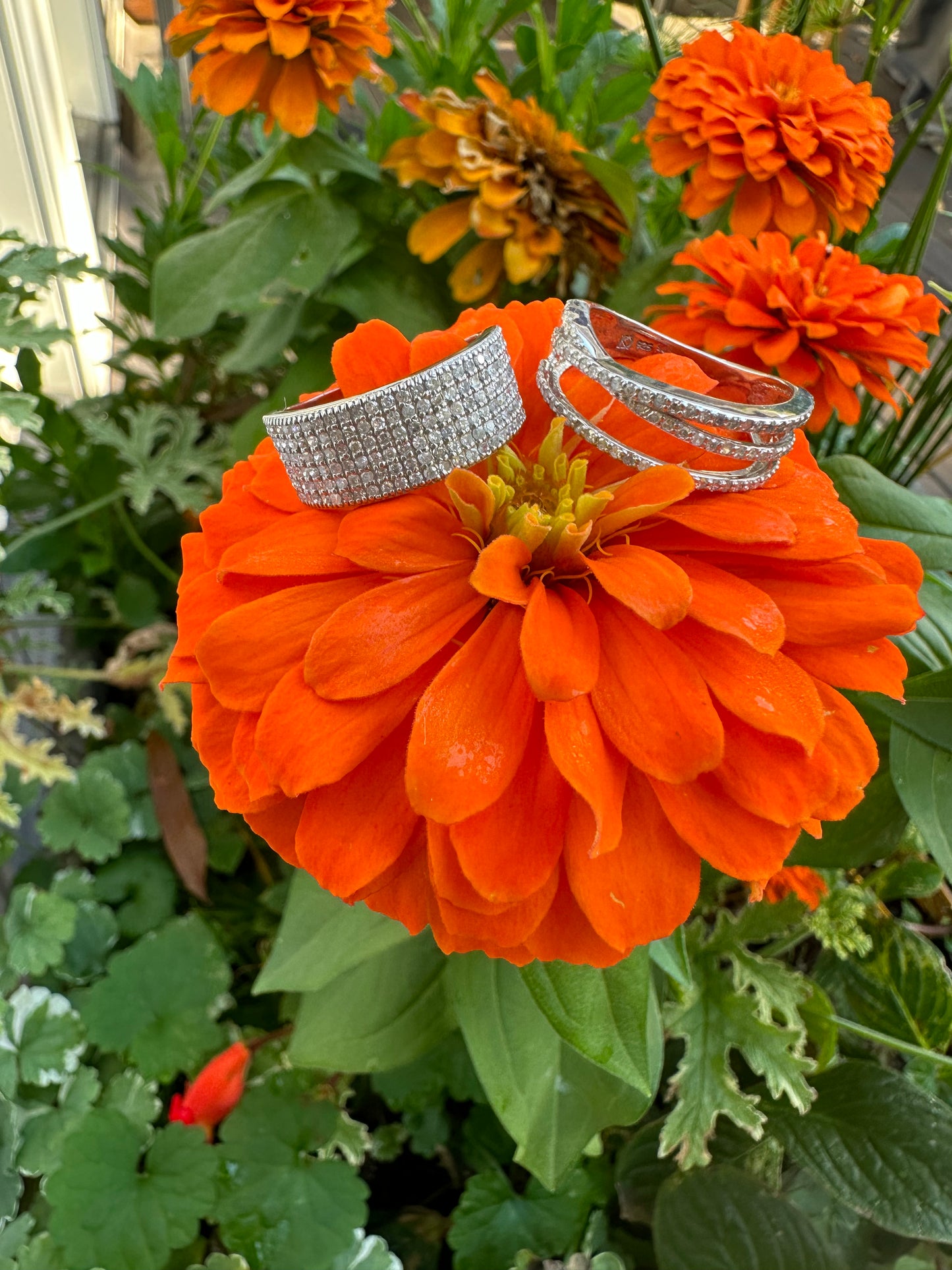 Cigar Ring